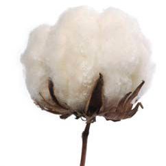 cotton