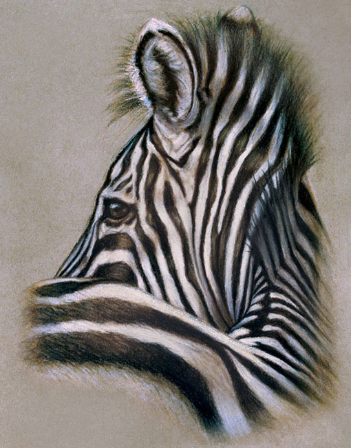 Zebra by Wendy Beresford