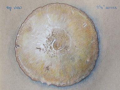 Mushroom on Toned 1