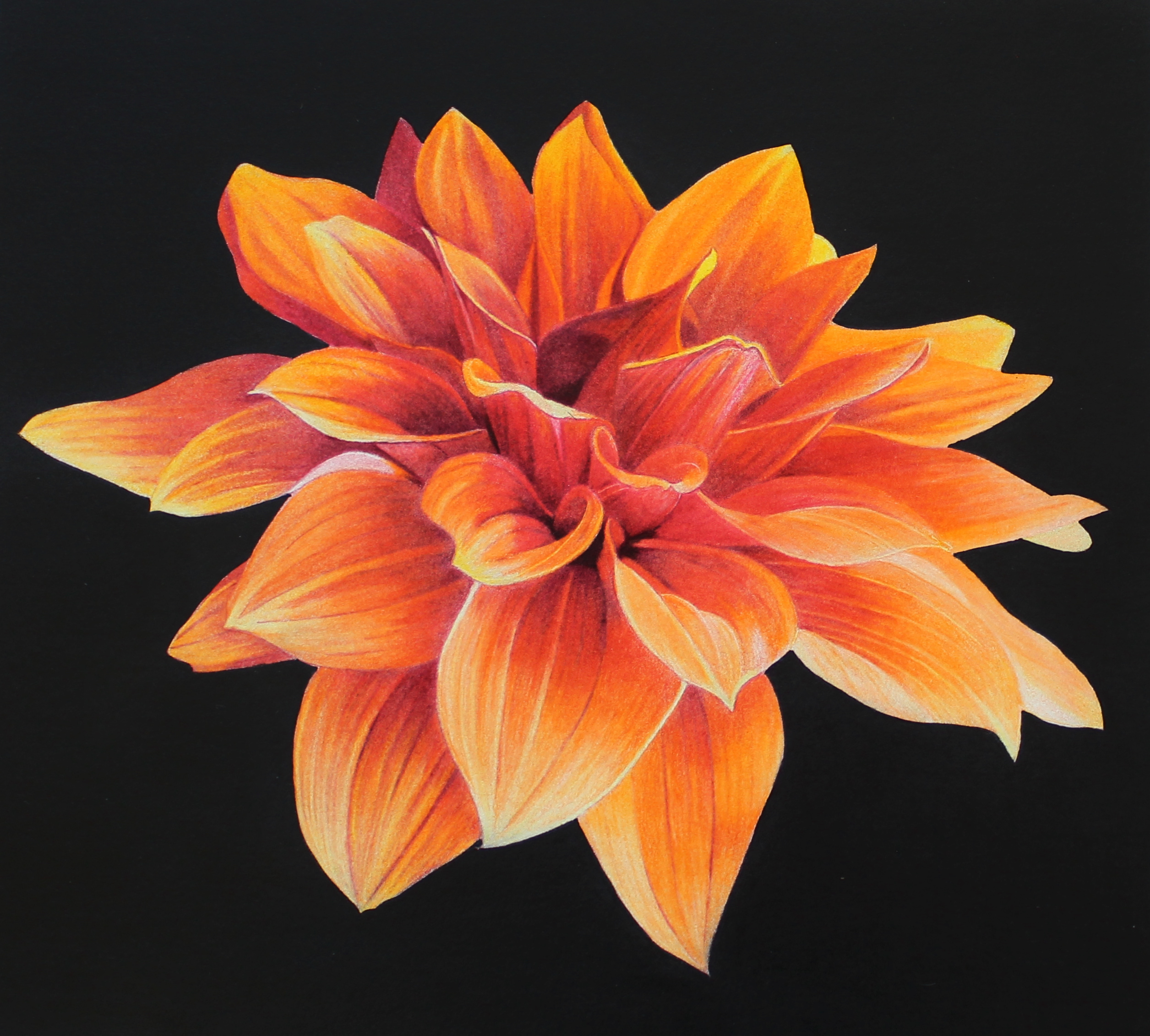 flower colored pencil drawings