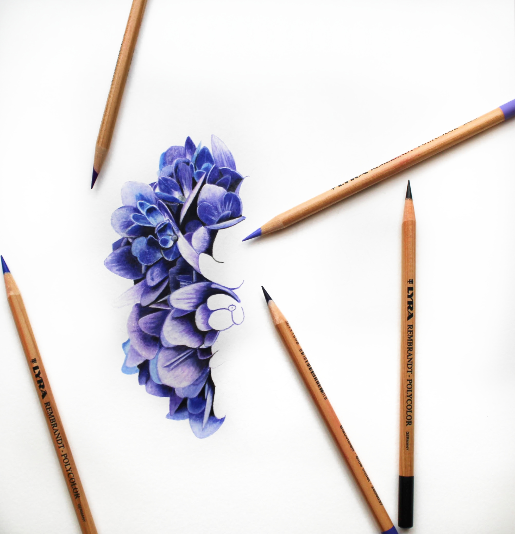 Colored Pencil Hydrangea Tutorial with Jennifer Morrison - Strathmore  Artist Papers
