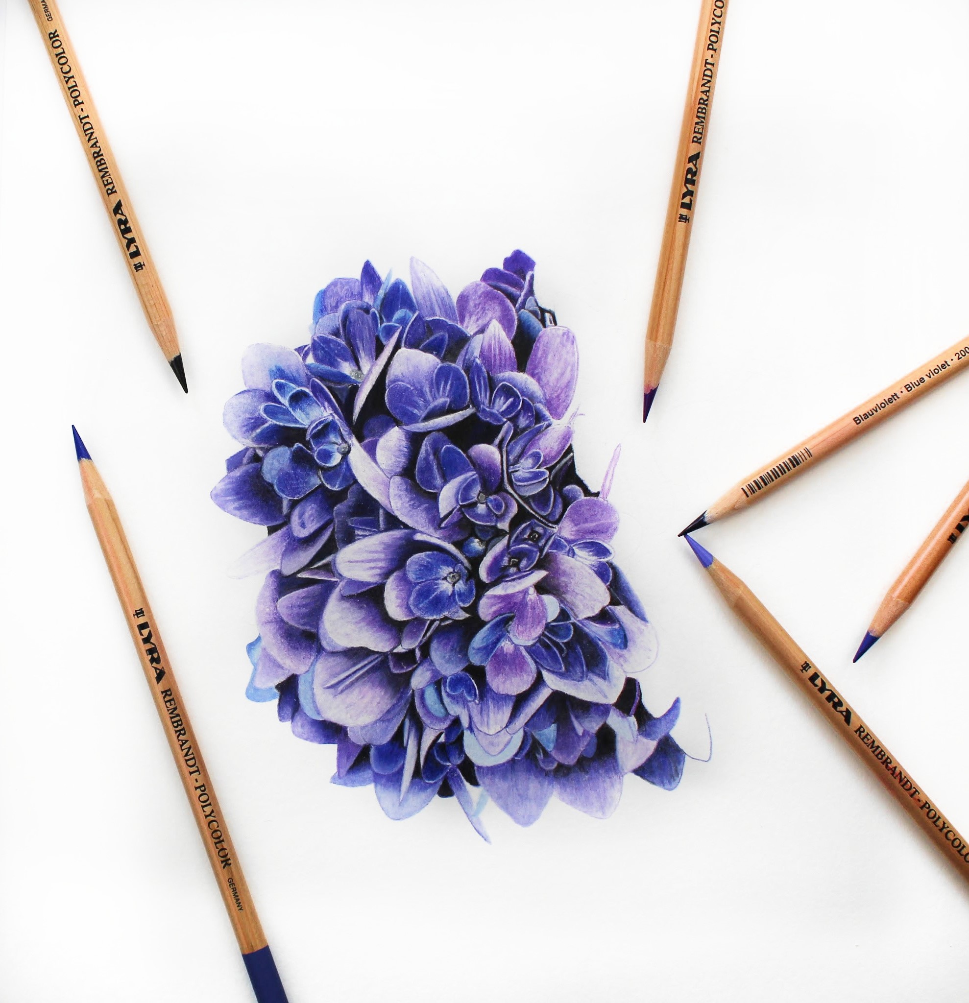 Plumeria Colored Pencil Drawing - Diana Ranstrom Art